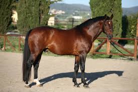 Rilevato a Catania un caso di West Nile Virus in un cavallo: monitoraggio costante