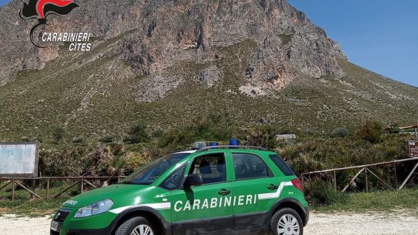 San Vito lo Capo, cavalli con poca acqua e lasciati sotto al sole senza riparo: denunciato il proprietario