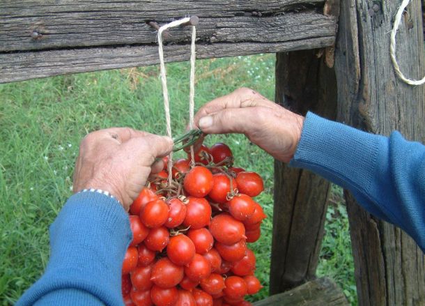 Gela, rischio salmonella per lotto di pomodorino: protocollo per salvaguardare agricoltori e consumatori