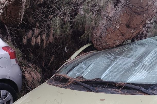 Gela, cade un albero a Macchitella: colpite diverse auto in sosta. Intervengono i Vigili del Fuoco