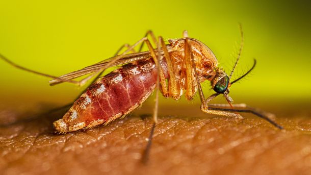 Diagnosticato al Papardo di Messina il primo caso di infezione da virus West Nile