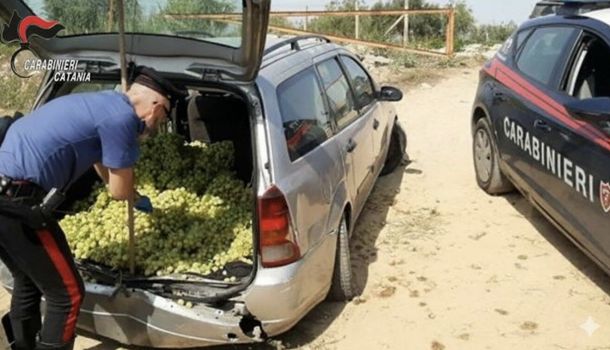 Mazzarrone: due gelesi arrestati per il furto di 380 kg di uva da tavola