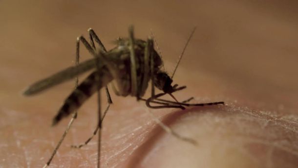 Catania, primo caso di virus West Nile: colpito un 74enne di Caserta. Si stimano oltre 10mila infezioni in Italia