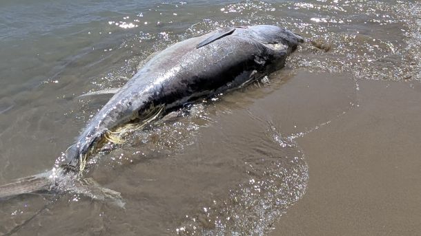 Tonno spiaggiato sul Lungomare di Gela